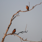 Related Robins