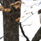 Attentive Hawk