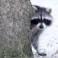 Raccoon