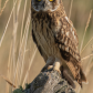 MAarshland Beauty: Short-eared Owl