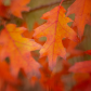 Fall Splendor