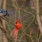 Blue Jays verses Cardinals