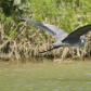 IN FLIGHT