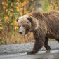 Grizzly Bear