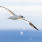 Northern Gannet