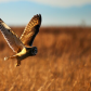 Short Eared Owl on the Hunt