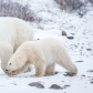 Polar Bear Mom and Cub