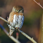 Pygmy Owl Resting