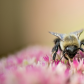 Pollen Transport
