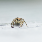 Tiny Visitor