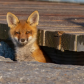 The Urban Fox Kit