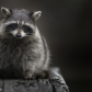 Racoon on a Bench