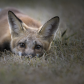 Curious Fox Kit