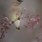 Cedar Waxwing