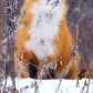 Red fox 