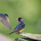 Swallow Baby Begging for Breakfast