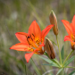 Tiger Lilies in Spring