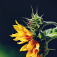 Sunflower at Sunset