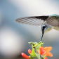 On Tiny Wings