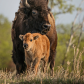Safe With Mom