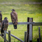 Three Bald Eagle Fledglings
