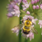 Bee on Chive blossom