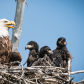 Three Eaglets & Mom