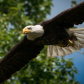 Eye of the Eagle