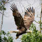 On a Wing and a Prayer