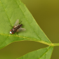 White-Faced Fly (Metopia argyrocephala)
