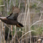 Male Blue Winged Teal