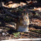 Chipmunk