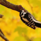 Downy Woodpecker