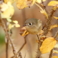 Ruby -Crowned Kinglet
