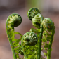Fiddleheads
