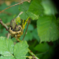 Hummingbird Babies Ready to Leave the Nest