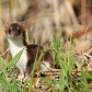 Least Weasel