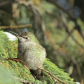 Evergreen Hummingbird
