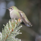 Frosty Hummingbird