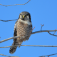 Northern Hawk Owl