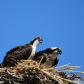 Hungry Osprey 