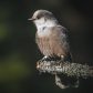 Canada Jay