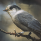 Canada Jay
