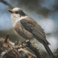 Canada Jay