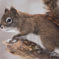 Snowy Squirrel 