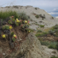 A Cactus Calls This Home