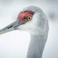 Sandhill Crane
