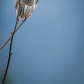 Owl on Stilts