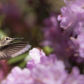 Anna’s Hummingbird
