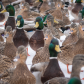 Ducks